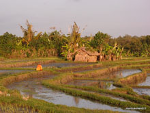 Rizières en terasse - Tanah Lot - Bali - Indonésie